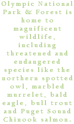 Olympic National Park & Forest is home to magnificent wildlife, including threatened and endangered species like the northern spotted owl, marbled murrelet, bald eagle, bull trout and Puget Sound Chinook salmon.